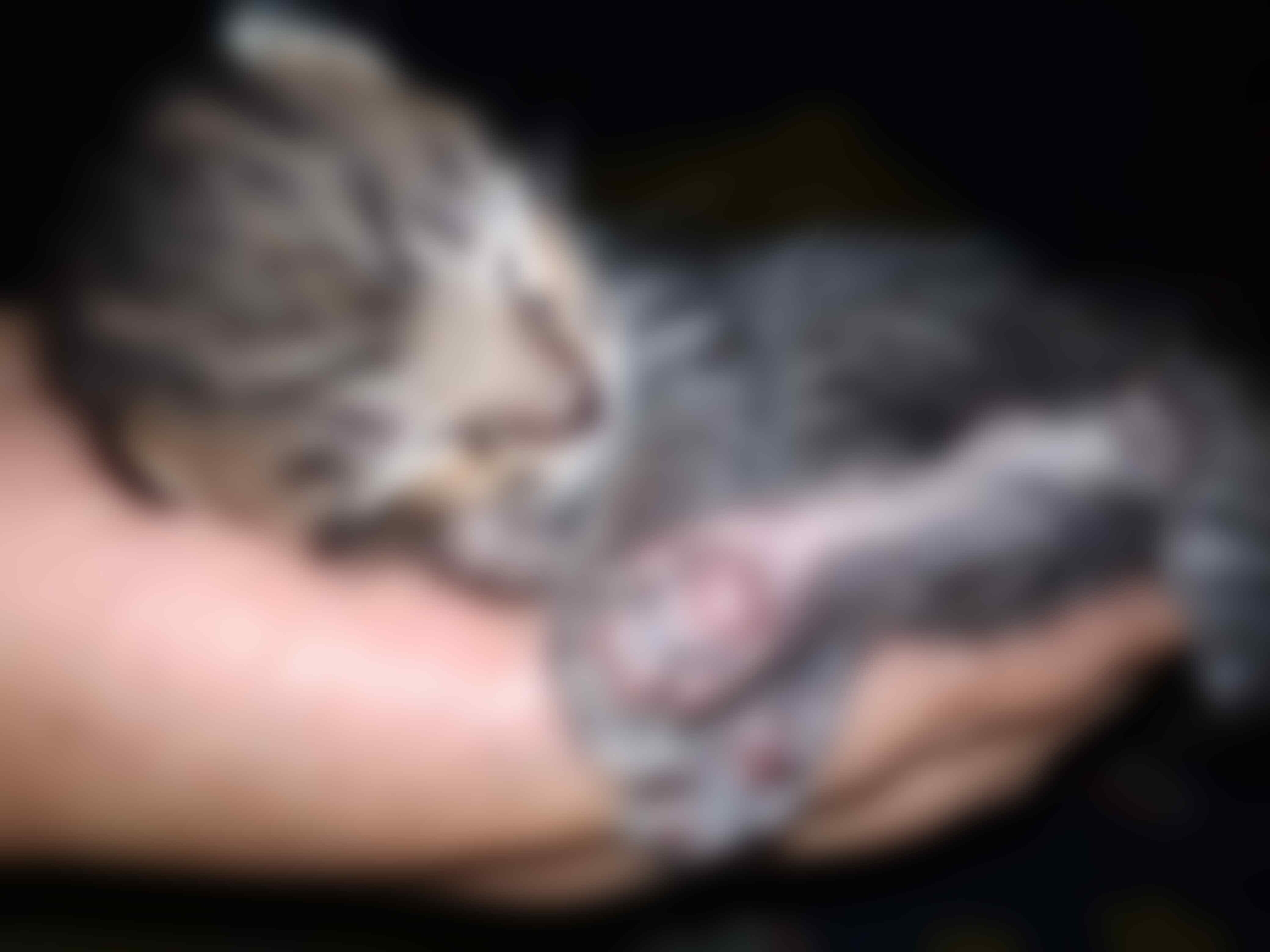 Kucing