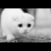 white-cat