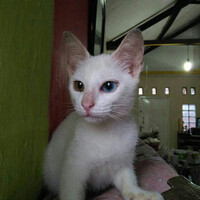 kucing-oddeye-kucingnya-nabi-muhammad-saw