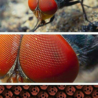 ini-alasan-kenapa-lalat-tidak-bisa-ditepuk