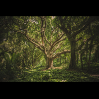 foto-pohon