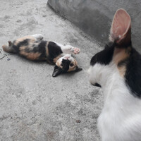 kelakuan-kucing-ane-gan