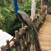burung-merak
