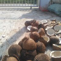 dirumah-ana-banyak-batok-kelapa-gan