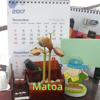 iseng-iseng-menanam-buah-matoa-di-kantor