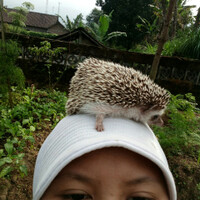 me-and-my-hedgie