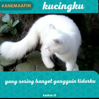 anemaafin-kucingku-yang-imut