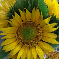 beautiful-sun-flower