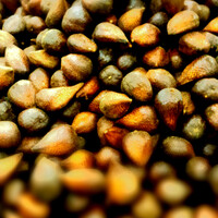 salak-sidempuanasam-manis-sodap