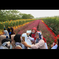 taman-bunga-di-kd-hejo-pandeglang-yang-sedang-viral