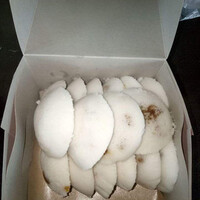 bakpia-khas-koba