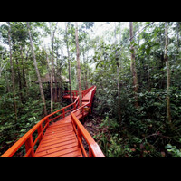 hutan-gelam-kawasan-pantai-lampu