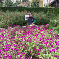meriah-bunga-taman-spg