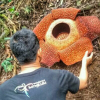 bunga-rafflesia-arnoldi