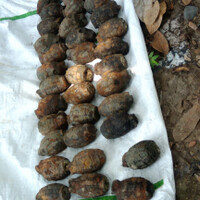 granat-yang-ditemukan-oleh-pemancing-yang-mencari-umpan-ikan