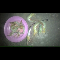 udang-plaspas-hitam-gan