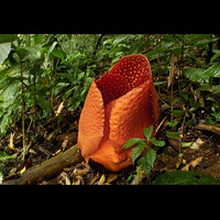 rafflesia-yang-masih-kuncup