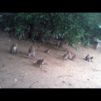 hutan-nepa-sampang-bagian-2
