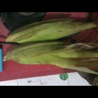 jagung-mudamanis