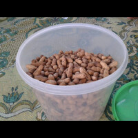 kacang-sangngar
