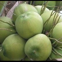 kadur-kelapa-pamekasan