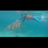 serunya-berenang-bersama-kura-kura-raksasa