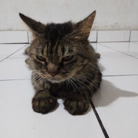 jenis-kucing-apa