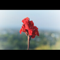 a-red-flower