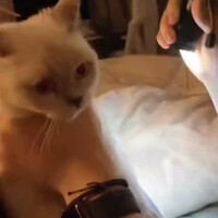 cat-hack-bisa-dicoba-di-rumah