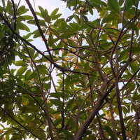 daun2-kering