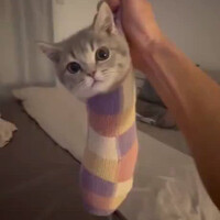 edisi-kocheng-masuk-ke-dalam-kaos-kaki-imut-banget