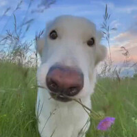 happy-doggo