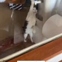 edisi-kocheng-hebat-bisa-minum-dari-dispenser