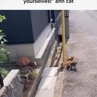 kucing-jangan-pedulikan-aku-selamatkan-diri-kalian