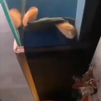 udah-pernah-liat-ikan-tidur-gan-saya-juga-belum-pernah