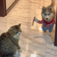 chucky-dog-imut