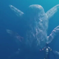 ini-adalah-hewan2-laut-yang-mirip-alien-yang-mana-paling-serem-gan