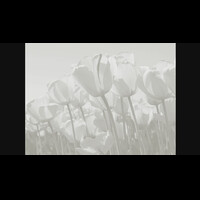 class-id-and-enrollment-key-turnitin-student-actived-5-apr-2029