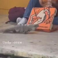 kemaren-sapi-makan-martabak-sekarang-iguana-makan-pizza