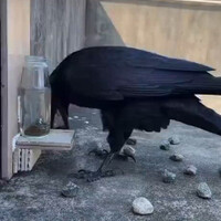 burung-gagak-ternyata-pintar-juga-ya