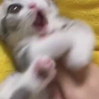 cuteness-overload-edisi-kocheng