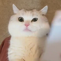 inilah-kenapa-kalian-harus-punya-kucing
