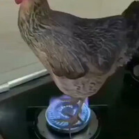 hidup-lagi-cape2nya-malah-liat-ayam-debus