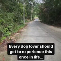 man-finding-joy-feeding-street-dogs