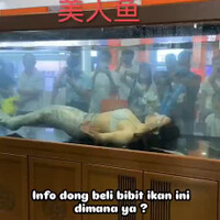 beli-ikan-beginian-dimana-ya-gan