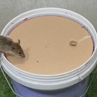 ide-unik-membuat-jebakan-tikus
