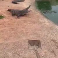 alligator-melawan-sekop-kira2-siapa-pemenangnya-ya-gan