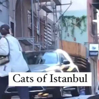 kucing-di-istambul