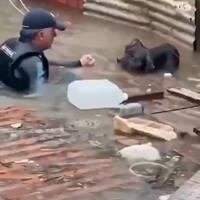 heroic-rescuers-save-animals-from-flood-waters-in-brazil
