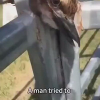 a-man-rescues-a-bird-and-later-gets-an-amazing-surprise